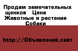 Продам замечательных щенков › Цена ­ 15 000 -  Животные и растения » Собаки   